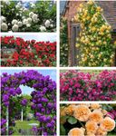 Hybrid Mixed Color Climbing Rose Ro