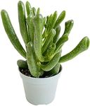 Clouds Hill Succulents Live Money Tree Jade Plant (Crassula ovata Gollum) Potted Plants in 6cm pots (in 6cm Plastic Pot), Red