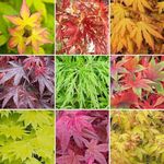 3 x Acer Trees | Japanese Maple Tree | Potted Outdoor Hardy Garden Ready Shrubs (20-30cm Incl. Pot)