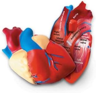 Learning Resources Cross-Section Human Heart Model, Large Foam Classroom Demonstration Model, 2Piece, Grades 2+, Ages 7+ Multi-color, 5 x 5 x 5 inches