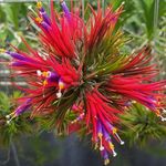 10 Small Air Plants, Lonantha Tillandsia Air Plants Live, 2 to 3 Inc Long, Succullent House Plant for Garden Indoors Outdoors, Tillandsia Plants, Live Air Plants