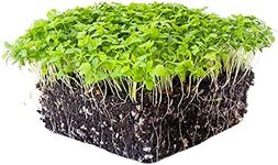 Celery Microgreens Seeds - 4 oz. - Non-GMO Celery Micro Green Seeds for Planting - Micro-Greens Seeds for Commercial and Home Gardening - Robust, Bright Flavor - Celery Sprouting Seeds