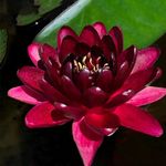 Lily Pond Store - Black Princess Live Hardy Waterlily Plant