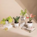 KYARI Green Snake-Aglaonema Pink-Jade-Golden Money Combo of 4 Indoor Plants for Living Room | Live Plants | Plants with White Pot for Home Air purifier plants | Plants for Home Decor & Garden