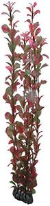 Hobby Ludwigia 60 cm