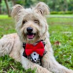 That Dog In Tuxedo Body Mesh Harness - Dog Tuxedo Harness (Black Checks, Size S)