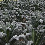 Welldales 50 Black Magic British Giant Kale Seeds Borecole Vegetable Garden Plant to Grow