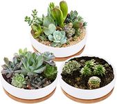 Lawei 3 Pack 6 inch Round Succulent Cactus Planter Pots with Drainage Bamboo Tray - Garden Ceramic Flower Planter Pot