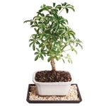 Brussel's Bonsai Live Hawaiian Umbrella Bonsai Tree - Small, 3 Year, 4 to 7 Inches Tall - Indoor Bonsai Tree with Bonsai Pot and Bonsai Tray