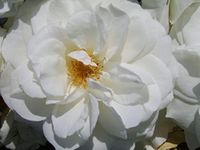 'Iceberg' Climbing Rose - Masses of