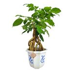 Abana Homes Radermachera Bonsai Tree - Indoor Air Purifier Bonsai Tree