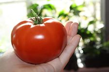 Seed Tomato Species Super Fantastic Tomate - Seeds 10 oz RED Early Very Resistant Prolific Juicy Fresh Canada Grow Fast HIGH Yielding Organic Vigorous Quantity Option Bestdealhere (Quantity 16)