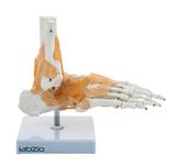 Labzio -Ankle Model with Flexible Ligaments for Movement of the Ankle Joint, Right Foot Model, Perfect For Orthopedicians, Ideal For Doctors, Therapists, Medical Students