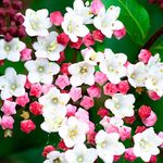 Viburnum tinus Laurustinus Evergreen Flowering Outdoor Potted Garden Berry Shrub (20-30cm (Incl. Pot))