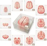 Anatomic Brain Specimen Coasters (Set of 10) - Neuroscience Gifts Best Gifts for Medical Student Gifts Brain Decor Human Anatomy Gifts Weird Gifts Thinkgeek Coasters think geek gifts 3D Brain Coasters