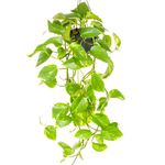 Epipremnum Aureum - Devil's Ivy | Indoor Home Office 15cm Hanging Plant