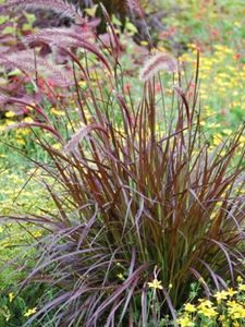 Perennial Farm Marketplace Pennisetum s. 'Rubrum' (Purple-Leaved Fountain) Ornamental Grasses, Size-#1 Container, Maroon Leaves, Zones 8-10