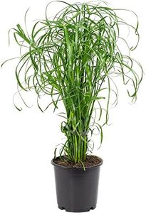 Cyperus alternifolius - Planta de interior de fácil cuidado - Altura aprox. 60 cm, diámetro de la maceta 14 cm