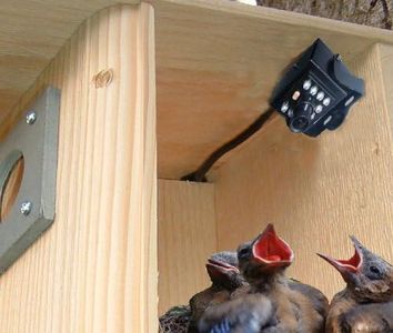 Birdhouse 