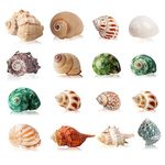 16PCS Hermit Crab Shells Medium Small, Sea Conch Size 1.1" - 2.4" , Medium Small Shells Set - Growth Turbo Seashells for Natural Hermit Crab Supplies, Conch Shell, Home Decor and Beach Decoration