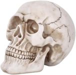 Vinsani® Life Size Replica Realistic Human Skull Bone Model for Gothic Halloween Party Decoration Accessories Props Ornament Skeleton Anatomical Medical Teaching