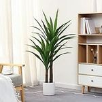 FLOWORLD Dracaena Indoor Plant 4ft 