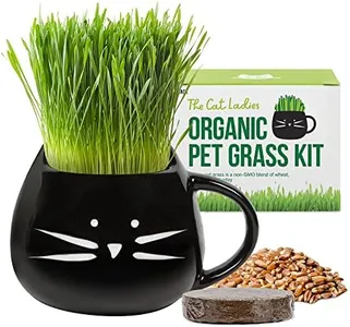 The Cat Ladies Organic Cat Grass Growing kit with Seed Mix, Soil and Black Cat Planter. Natural Hairball Control and Digestion Remedy for Cats