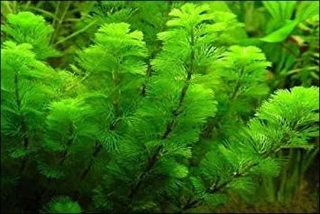 Marcus Fish Tanks Green Cabomba Caroliniana Easy Live Aquarium Plants for Aquatic Freshwater Fish Tank BUY2GET1FREE