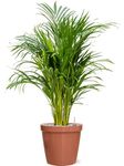 Areca Palm dypsis lutescens plant in 12cm pot - 40-50cm tall - Air purifying houseplant