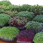 Krypton Microgreen Seeds Combo by Raunak Seeds (avg 50 seeds each, 4 types-Beet root, Swiss Chard, Broccoli, Amaranthus, Kale Free)