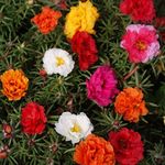 Outsidepride 10000 Seeds Annual Portulaca Moss Rose Ground Cover Seed Mix for Planting