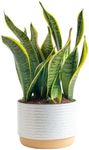 Costa Farms Snake, Sansevieria Whit