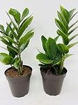 Two Zz Plant - Zamioculcas Zamiifol