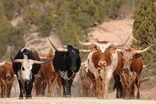 500 Piece Jigsaw Puzzles for Adults - Wooden Puzzles - Herd of Texas Longhorn Cattle in Southern Utah Animal Jigsaw -for Youth Children Home Decor Unique Gift Intellectual Game Preschool Toys