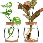 Plants Propagation Station - 2Pcs Desktop Plant Terrarium Glass Hydroponic Vases Water Plant Propagating Jars Gardening Gifts for Women Mom Plant Lovers (Water Drop Shape, Separated Tray Style)