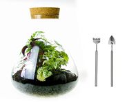 Complete Terrarium Kit with 3 Real Plants and Tool Set - Medium Angular Glass Bottle Closed Terrarium Design - 10 Litre Size