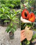 Native Earth® THAI SAPOTA CHIKU (Sapodilla) Zapote Chico Grafted Dwarf Variety Manilkara Zapota Plant (1 Healthy Live Tree Height 2-3 feets)