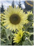 PREMIER SEEDS DIRECT Flower - Sunflower Polino Lemon - 40 Seeds