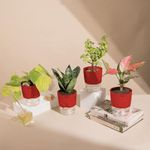 KYARI Green Snake-Aglaonema Pink-Jade-Golden Money Combo of 4 Indoor Plants for Living Room | Live Plants | Plants with Red Pot for Home Air purifier plants | Plants for Home Decor | Plants for garden