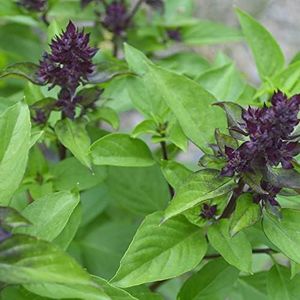 Herb Basil