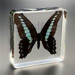 Butterfly Paperweight, Specimen Butterfly Paperweight,specimens in Resin for Available for Children to Observe Organisms (3"x3"x1") (G)