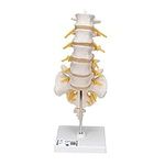 3B Scientific A74 Lumbar Spinal Col