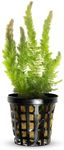 Hornwort C