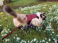 Mynwood Cat Jacket/Harness Royal Stewart Tartan Adult Cat