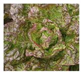 Premier Seeds Direct LETTUCE - HEIRLOOM - MARVEL of 4 SEASONS - 1.5 GRAM ~ 1500 SEEDS - ORGANIC