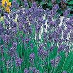 Drought Tolerant English Lavender Munstead Shrubs Garden Plants with Highly Scented Purple Flowers, Attracts Bees and Butterflies, 12 x Plug Plants Lavandula Munstead by Thompson & Morgan (12)