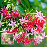 Live Madhumalti Plant (मधुमालती) Creeper New Double Petals Rangoon Creeper Combretum Indicum Live Plant Flowers Creeper With Fragrance Indoor Outdoor Live Flowering Plant (MADHUMALTI FLOWER PLANT)