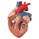 AjantaExports Heart Anatomy Model Heart model Cardiac anatomy Anatomical heart Heart structure Heart chambers Atria and ventricles