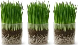 The Cat Ladies Cat Grass Grow Bag Kit, Organic Cat Grass for Indoor Cats, Seeds, 3 Pack Soil, Seeds & Grow Bags
