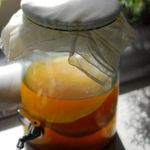 Extra Large 5 litre Kombucha Scoby from Kombuchaorganic - Starter kit for making your own Kombucha drink - 5 litre kit - Certified organic by OF&G - Kombucha Scoby